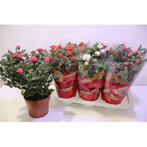 arr8 Ro Fav Ro Gem 3 Srt