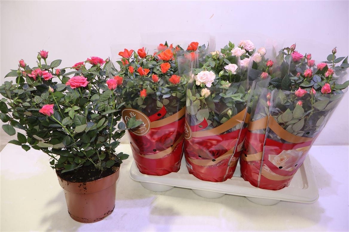 <h4>arr8 Ro Fav Ro Gem 3 Srt</h4>