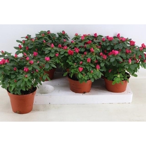 RHODO SI NORDL VOGEL