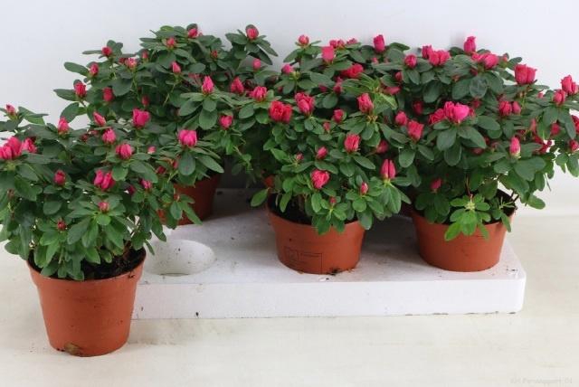 <h4>RHODO SI NORDL VOGEL</h4>