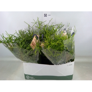 Rhipsalis neves-armondii