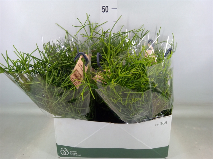 <h4>Rhipsalis neves-armondii</h4>