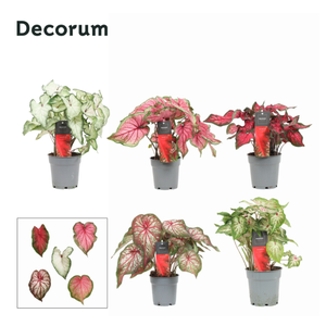 Caladium gemengd