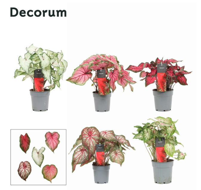 <h4>Caladium gemengd</h4>