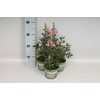 Antirrhinum Yellow