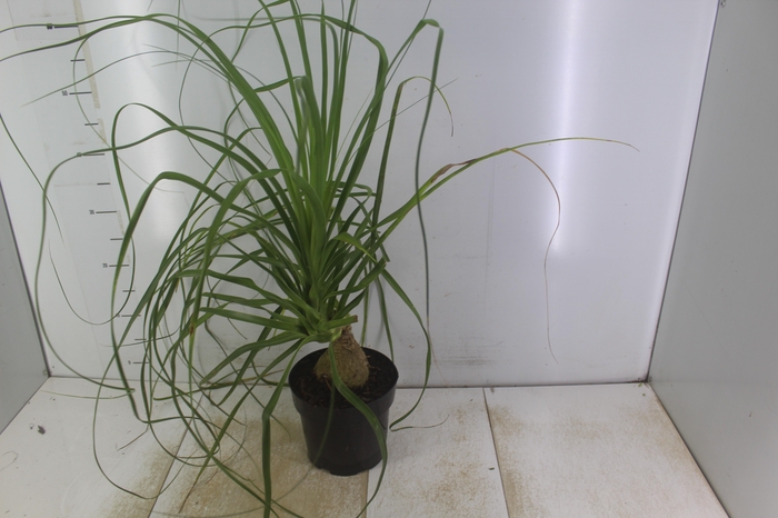 <h4>BEAUCARNEA P17</h4>