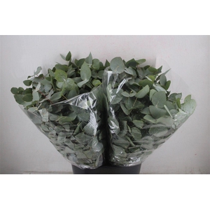 Euca Cinerea Short 150gr P Bunch