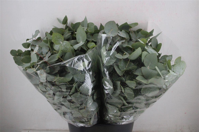 <h4>Cinerea Short 150gr</h4>