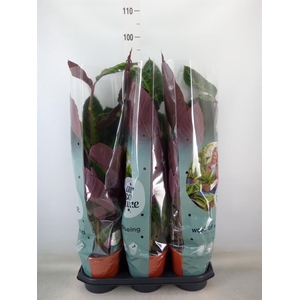 Calathea warscewiczii