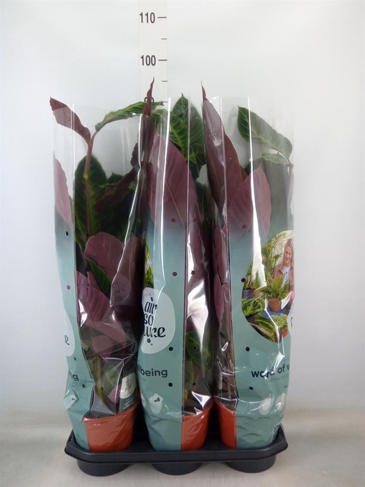 <h4>Calathea warscewiczii</h4>