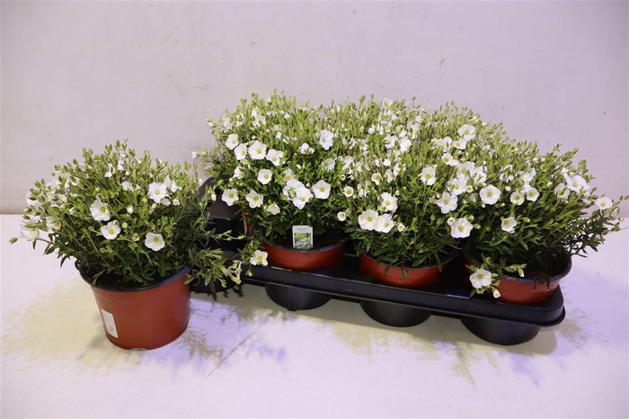 <h4>arr8 Aren Montana</h4>