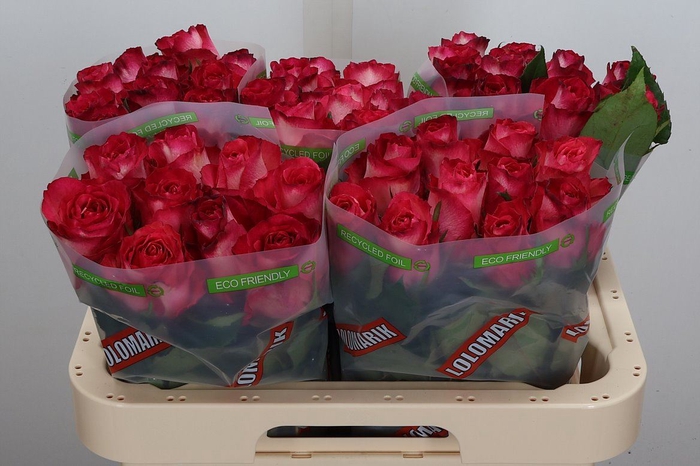 <h4>Rosa GR 'Nicoletta'</h4>