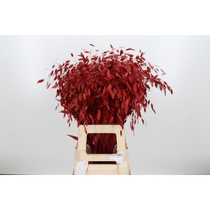 Chasmantium Kl Bh Rood