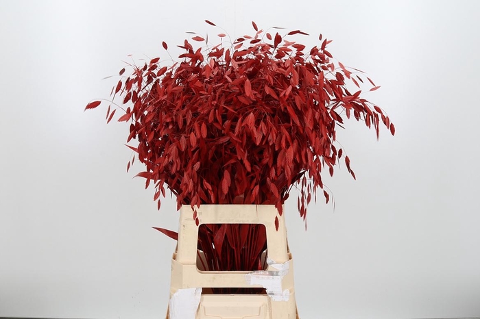 <h4>Chasmantium Kl Bh Rood</h4>