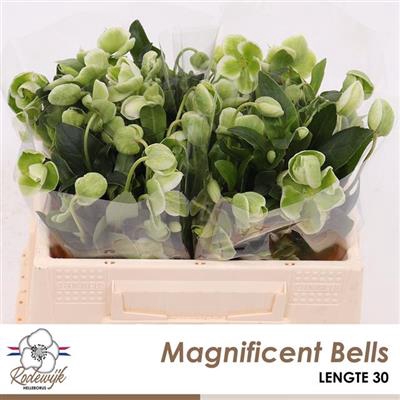 <h4>HELL  MAGNIFIC BELLS  SALE !!</h4>
