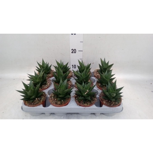 Haworthia limifolia