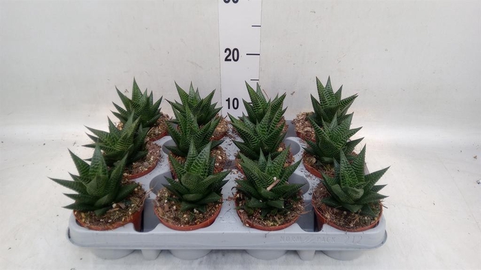<h4>Haworthia limifolia</h4>