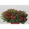 Protea Robijn