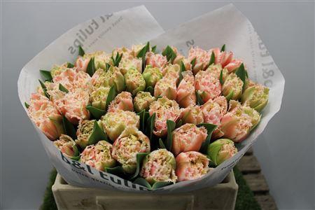 <h4>Tu Fr Queensland</h4>