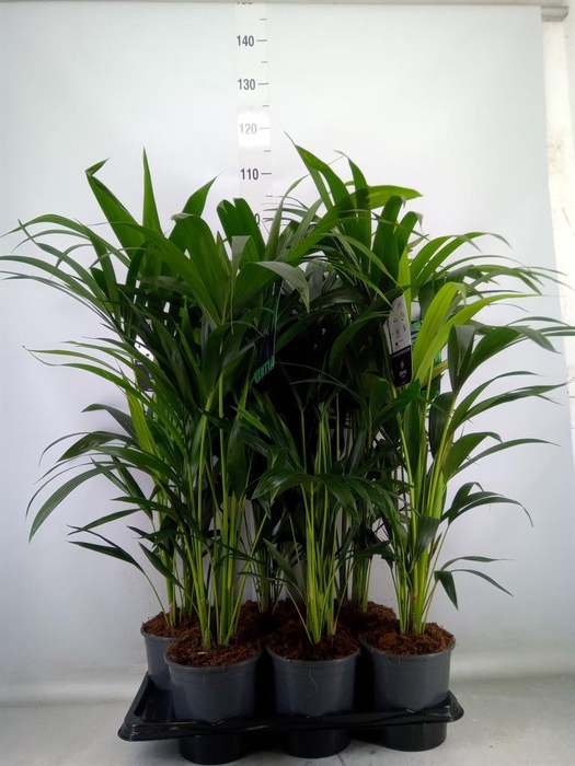 <h4>Howea forsteriana</h4>