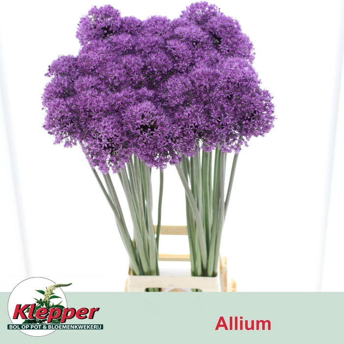 <h4>ALLIUM STATOS</h4>