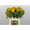 Helianthus Orange Fire