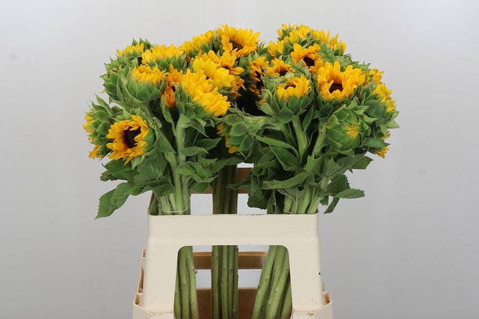<h4>Helianthus Orange Fire</h4>