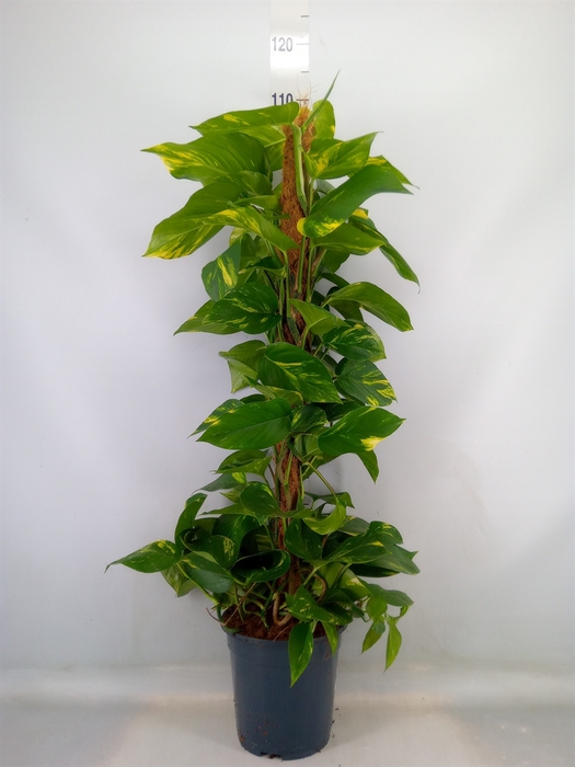 <h4>Epipremnum pinn.   ...moss stick</h4>