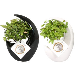 Bonsai Mix pot ø09cm in ø15cm Moonshape Ceramic Black/White mix