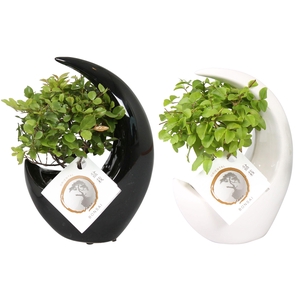 Bonsai Mix pot ø09cm in ø15cm Moonshape Ceramic Black/White mix
