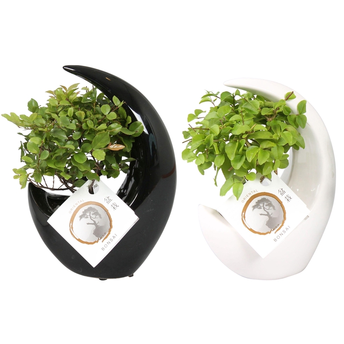 <h4>Bonsai Mix pot ø09cm in ø15cm Moonshape Ceramic Black/White mix</h4>