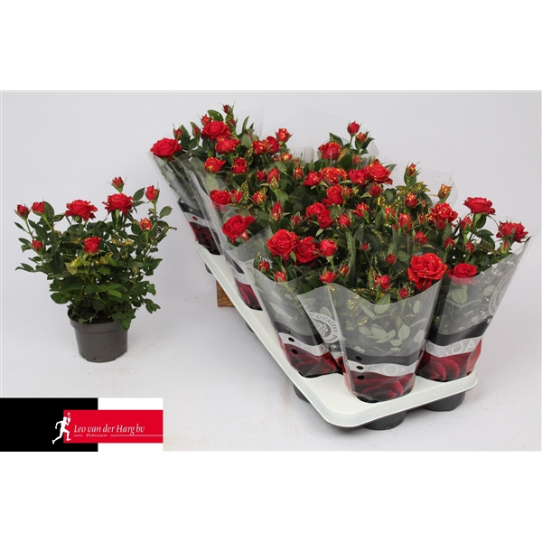 <h4>Rosa Kordana Apache Glitter (Kerst)</h4>