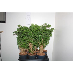 Poly Roble
