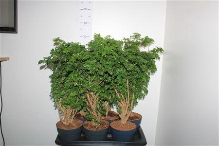 <h4>Poly Roble</h4>