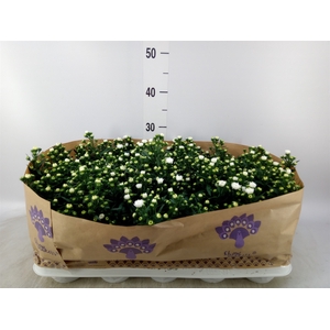 Aster n-b 'Showmakers Snow White'