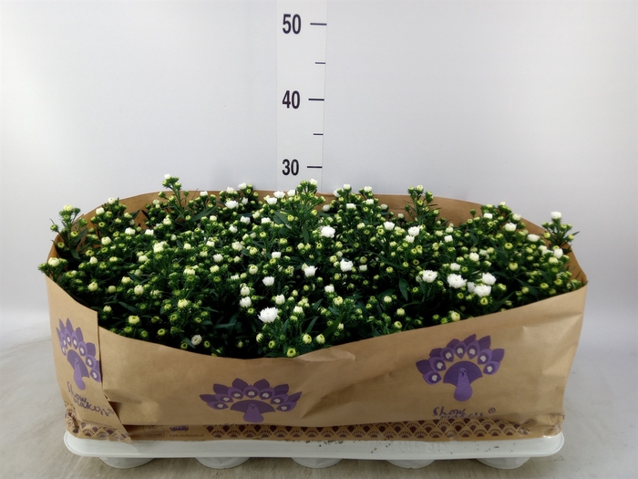 <h4>Aster n-b 'Showmakers Snow White'</h4>