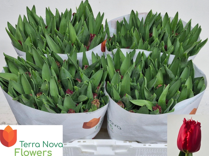 <h4>TU FR VERSACI</h4>