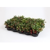 GAULTHERIA PROCUMBENS p10