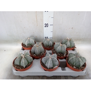 Astrophytum myriostigma