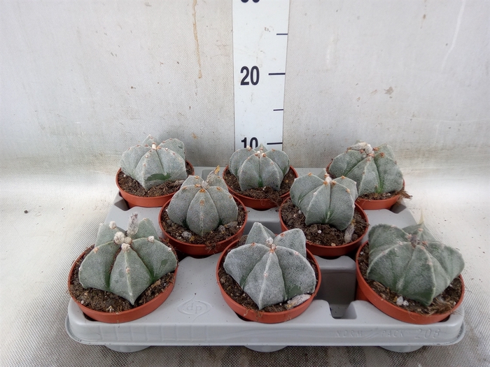 <h4>Astrophytum myriostigma</h4>