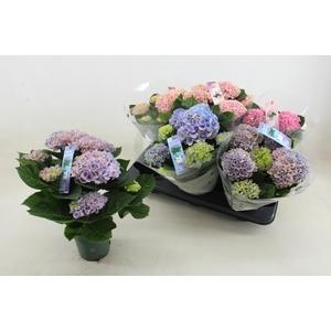 HYDR M MAG REVOLUTIO