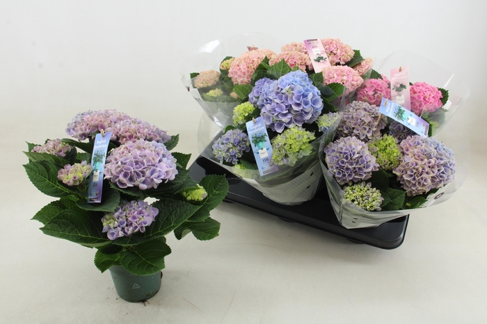 <h4>HYDR M MAG REVOLUTIO</h4>