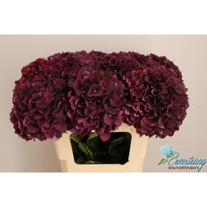 HYDR M MAG DARK RUBY