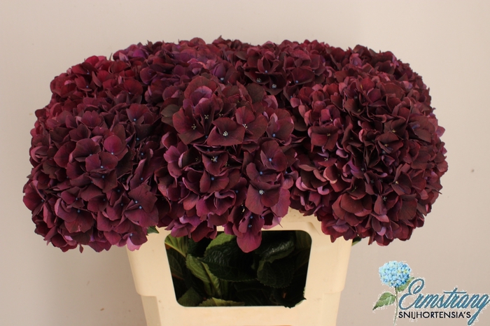 <h4>HYDR M MAG DARK RUBY</h4>