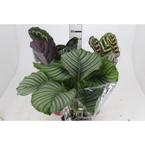MARANTA VARIADO P17