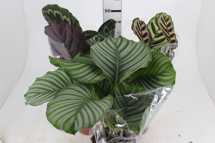 <h4>MARANTA VARIADO P17</h4>