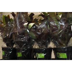 BROMELIA IMPERIAL P27 VERMELHO