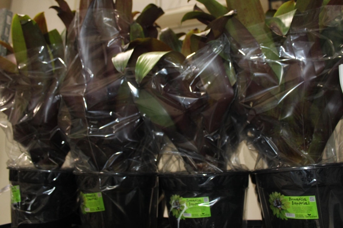 <h4>BROMELIA IMPERIAL P27 VERMELHO</h4>