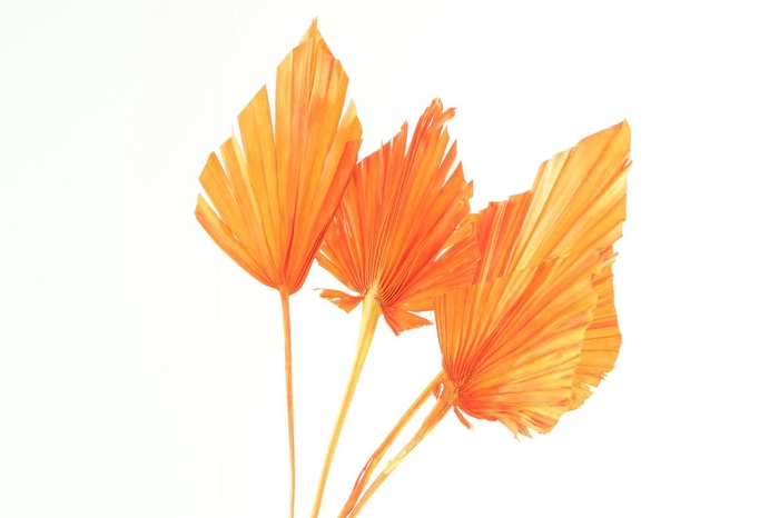 <h4>Palm Spear Orange</h4>