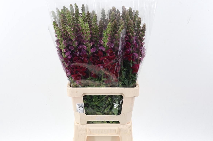 <h4>Antir Poto Dark Red</h4>